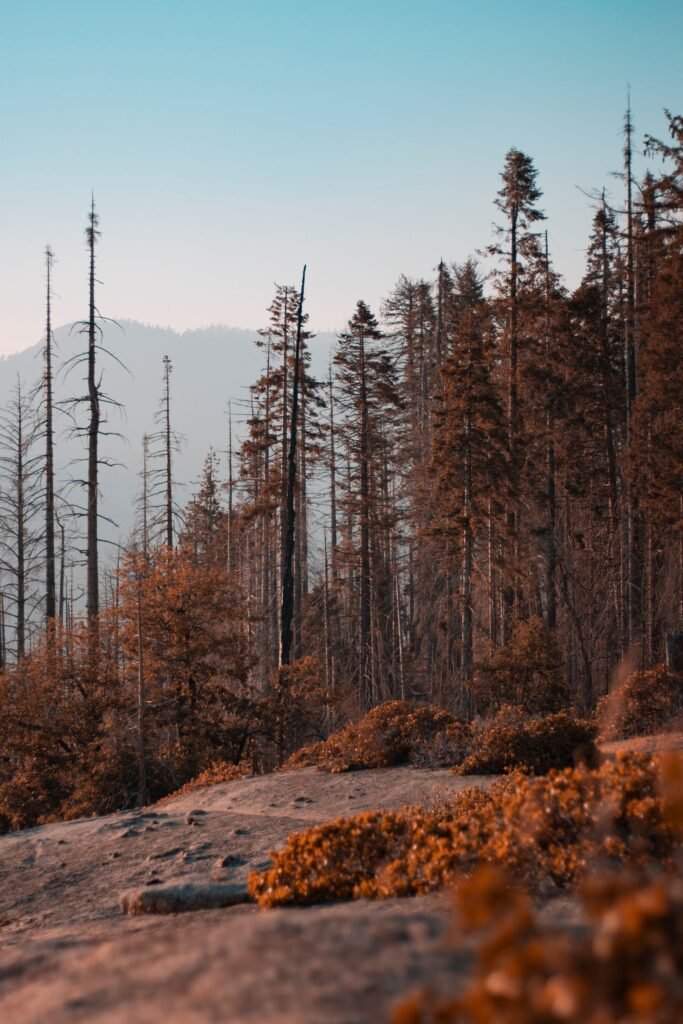 California wildfire lawsuit: charred trees in a California forest after a wildfire