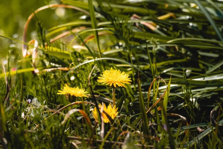 Roundup lawsuit: yellow dandelions blooming in tall sunlit grass