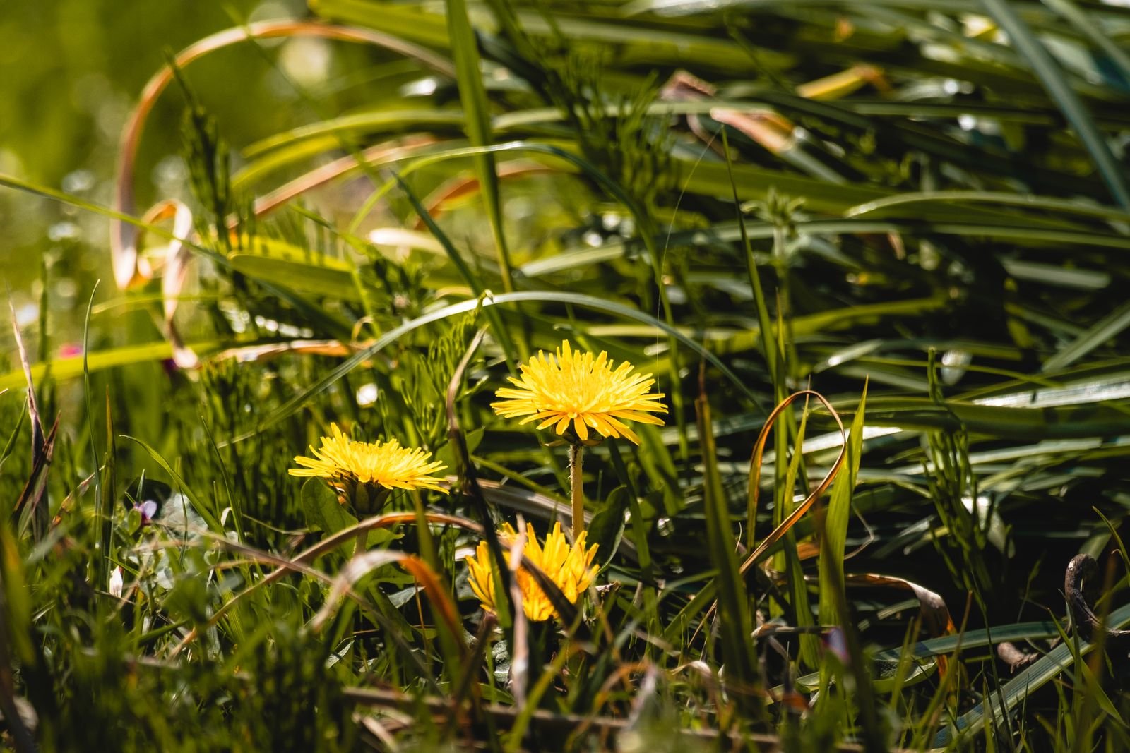 Roundup lawsuit: yellow dandelions blooming in tall sunlit grass