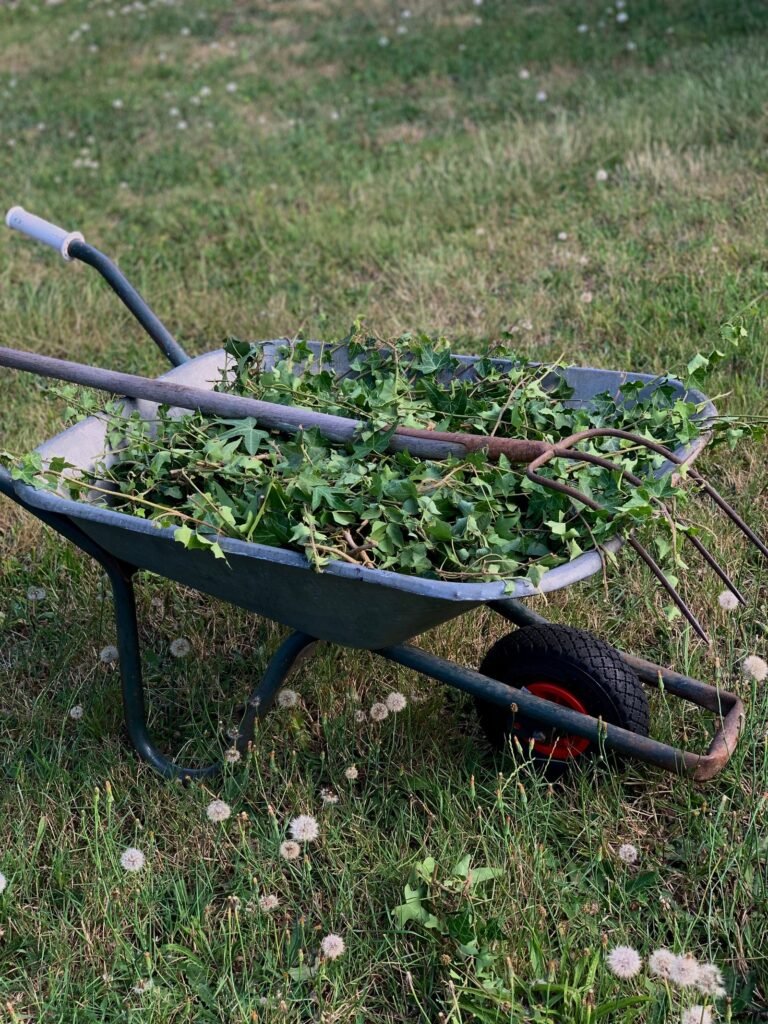 Roundup lawsuit: wheelbarrow filled with pulled garden weeds and a pitchfork on grass
