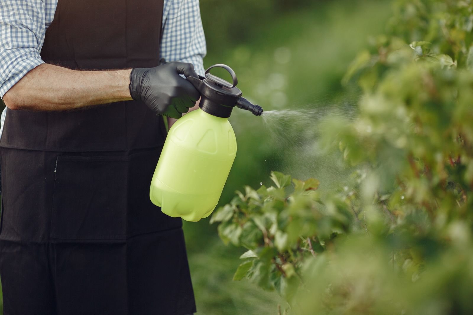 Roundup lawsuit for homeowners: gardener using a hand pump sprayer on green bushes in a home garden
