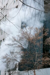 Wildfire smoke and ash health risks: city building and bare tree branches obscured by a haze of smoke