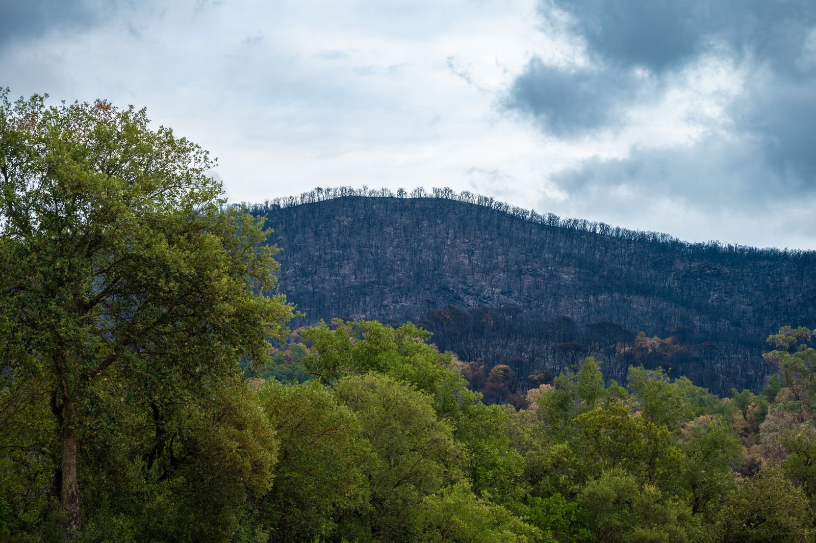 Eaton Fire Altadena: burned hillside showing new green growth under a cloudy sky after a wildfire