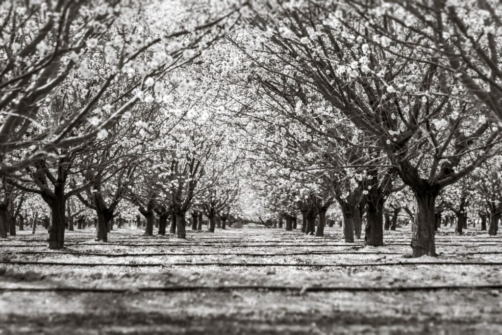 Chlorpyrifos exposure in children: rows of blossoming almond orchard trees in Arvin, California