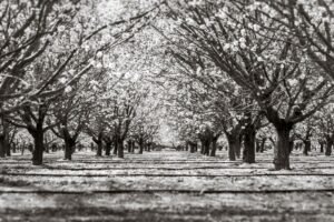 Chlorpyrifos exposure in children: rows of blossoming almond orchard trees in Arvin, California