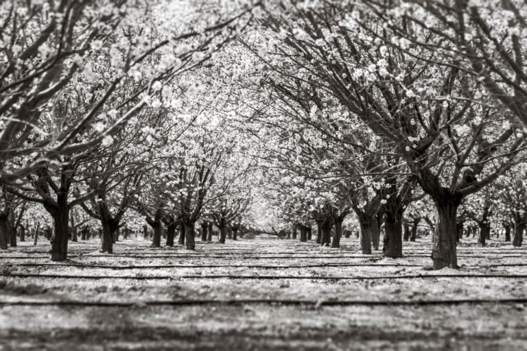 Chlorpyrifos exposure in children: rows of blossoming almond orchard trees in Arvin, California