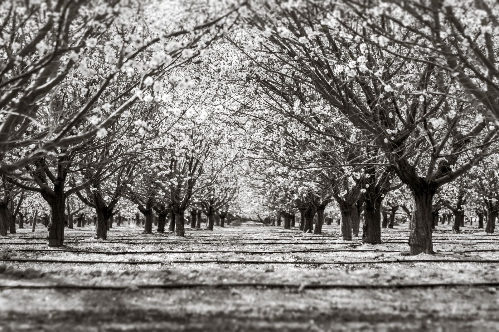 Chlorpyrifos exposure in children: rows of blossoming almond orchard trees in Arvin, California