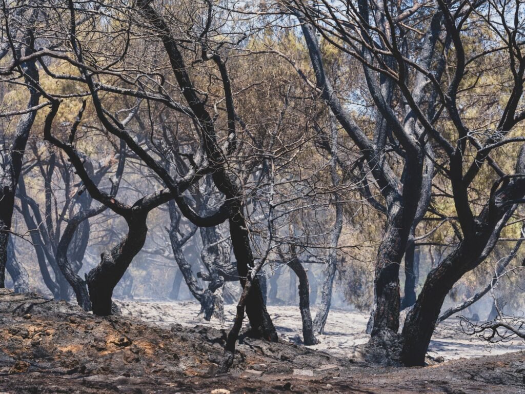 Charred trees across a hillside after a destructive wildfire