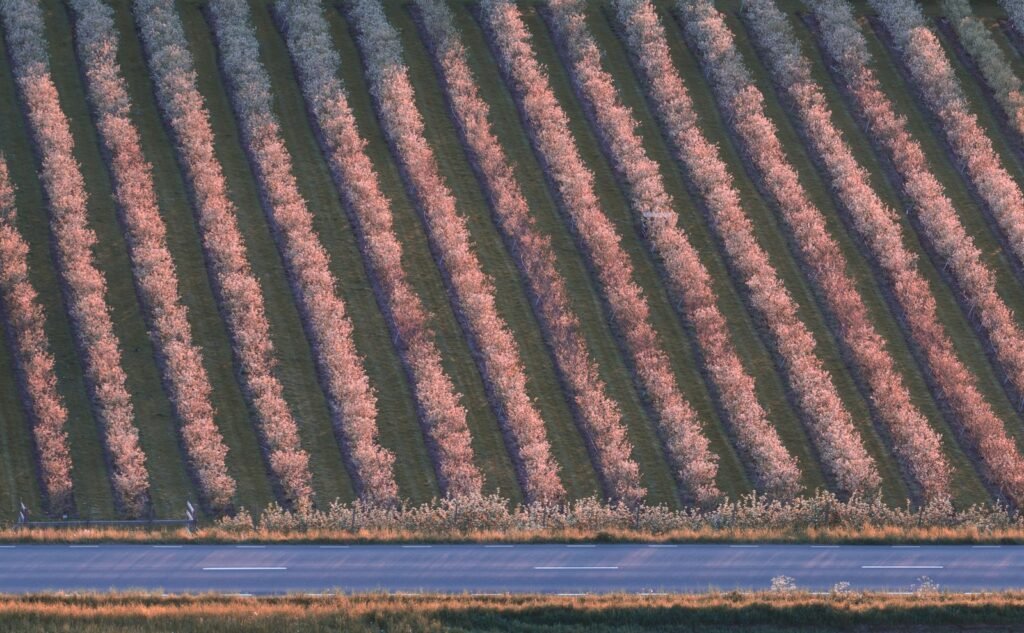 Aerial view of orchard rows beside a rural road, the kind of farmland at issue in a chlorpyrifos lawsuit