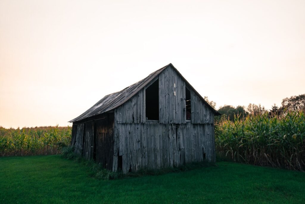 Weathered wooden barn standing in a green cornfield under a clear sky