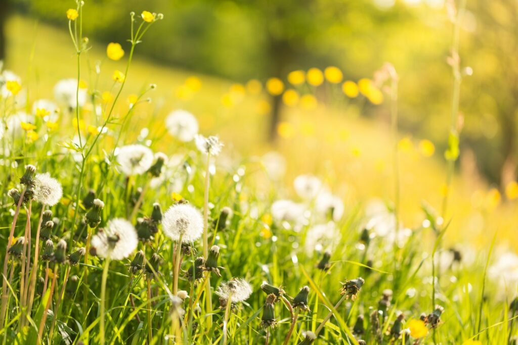 Field of dandelions, the kind of weeds many people sprayed before filing a Roundup lawsuit