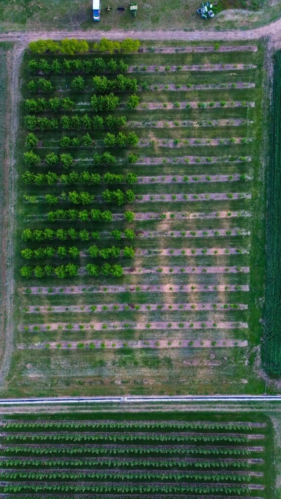 Aerial view of rows of farm crops