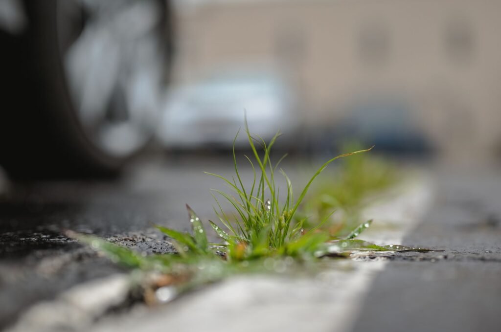 Close-up of grass and weeds growing through cracks in an asphalt driveway