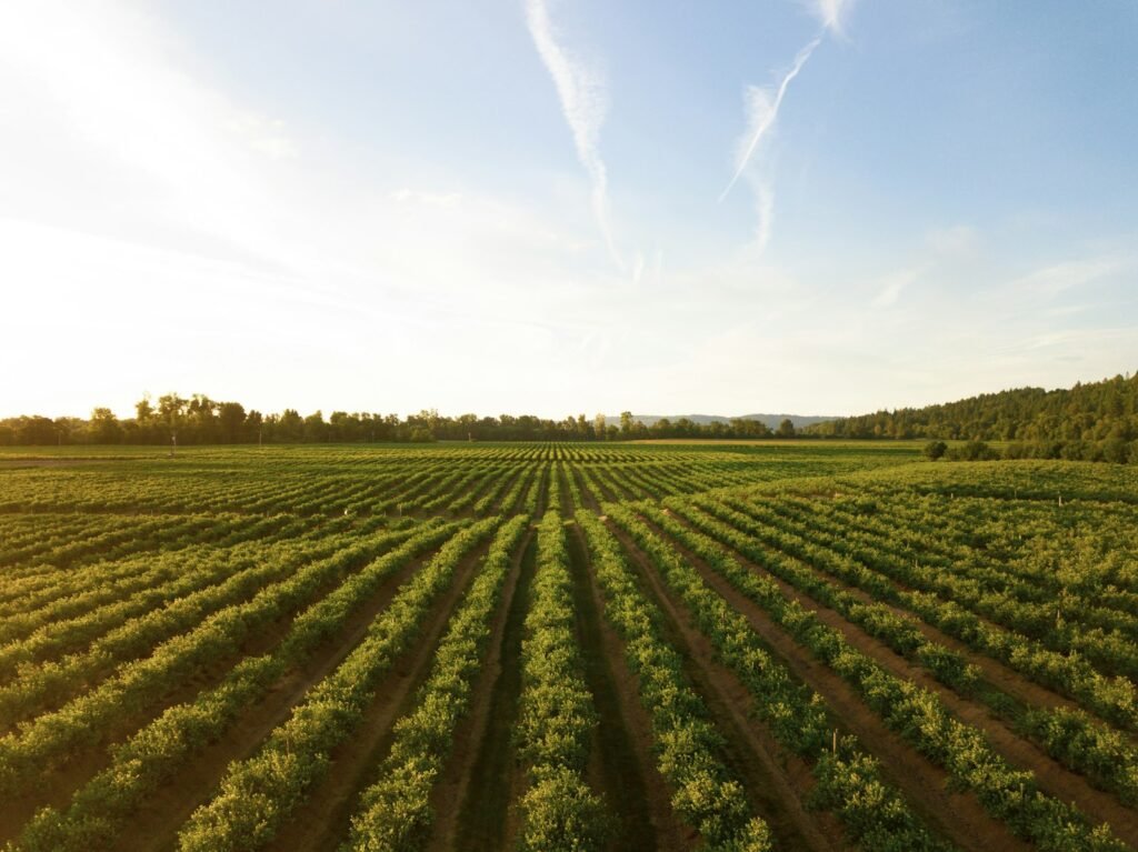 Aerial view of green crop rows at sunset, the kind of farmland where weed killers are often sprayed