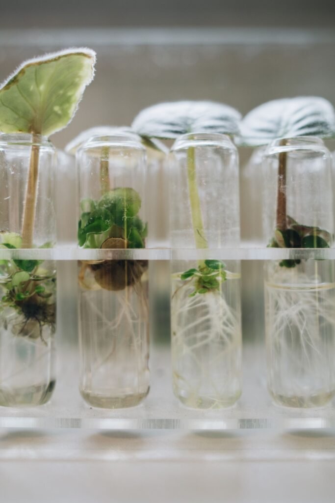 Green plant shoots growing in lab test tubes, representing the Roundup science behind glyphosate research