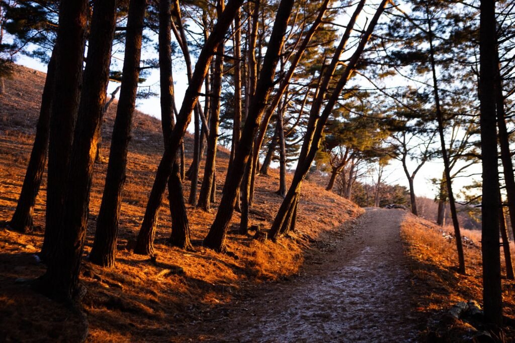 Sunlit forest path in autumn, a symbol of healing for survivors of Maryland detention center abuse