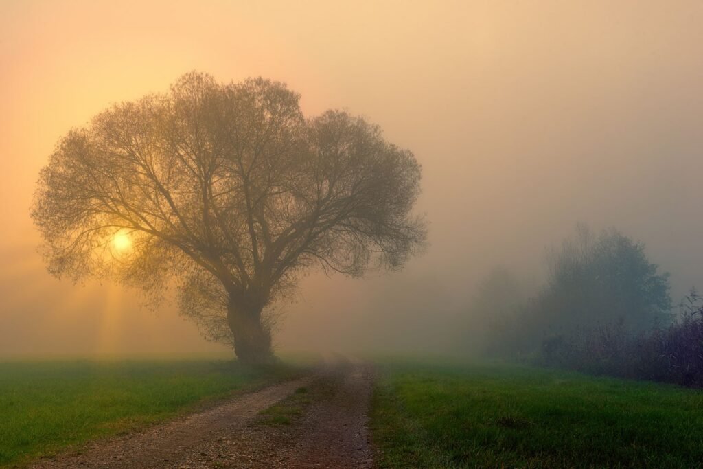 Sun shining through morning fog behind a large tree in a quiet park