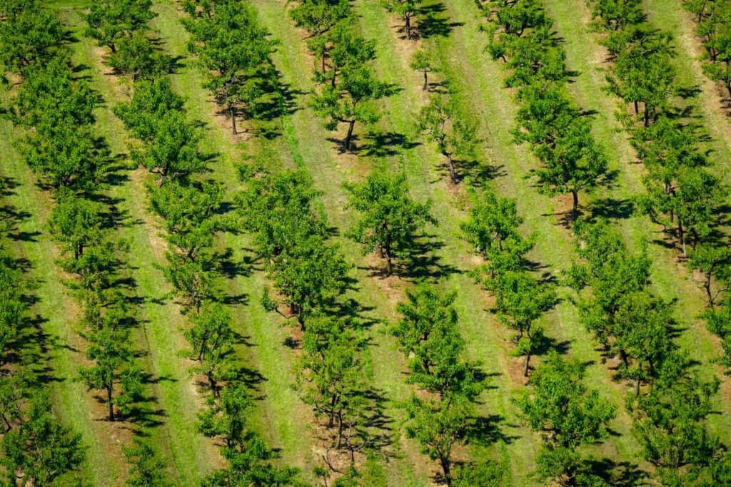 Aerial view of neat rows of green orchard trees in farm country